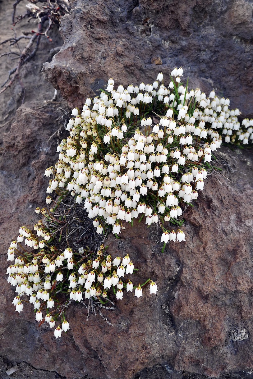 Image of Cassiope lycopodioides specimen.