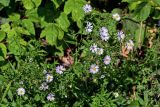 Symphyotrichum novi-belgii