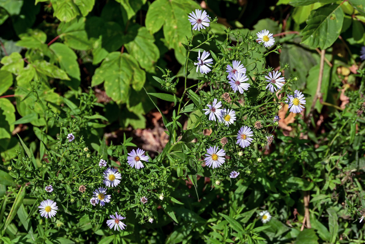 Изображение особи Symphyotrichum novi-belgii.