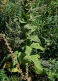 Verbascum densiflorum. Нижняя часть побега и изогнутое соплодие. Московская обл., окр. г. Железнодорожный, долина р. Чёрная, берег реки, у дороги. 26.08.2024.