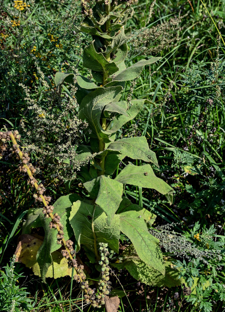 Image of Verbascum densiflorum specimen.