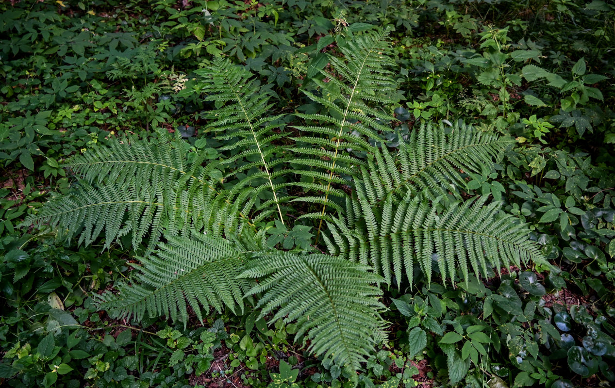 Image of Dryopteris filix-mas specimen.