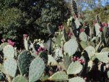 Opuntia discata