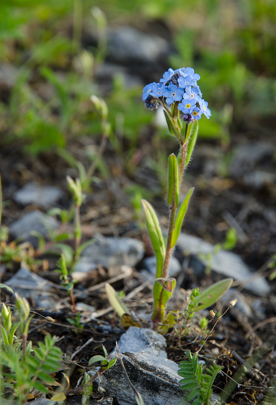 Image of genus Myosotis specimen.