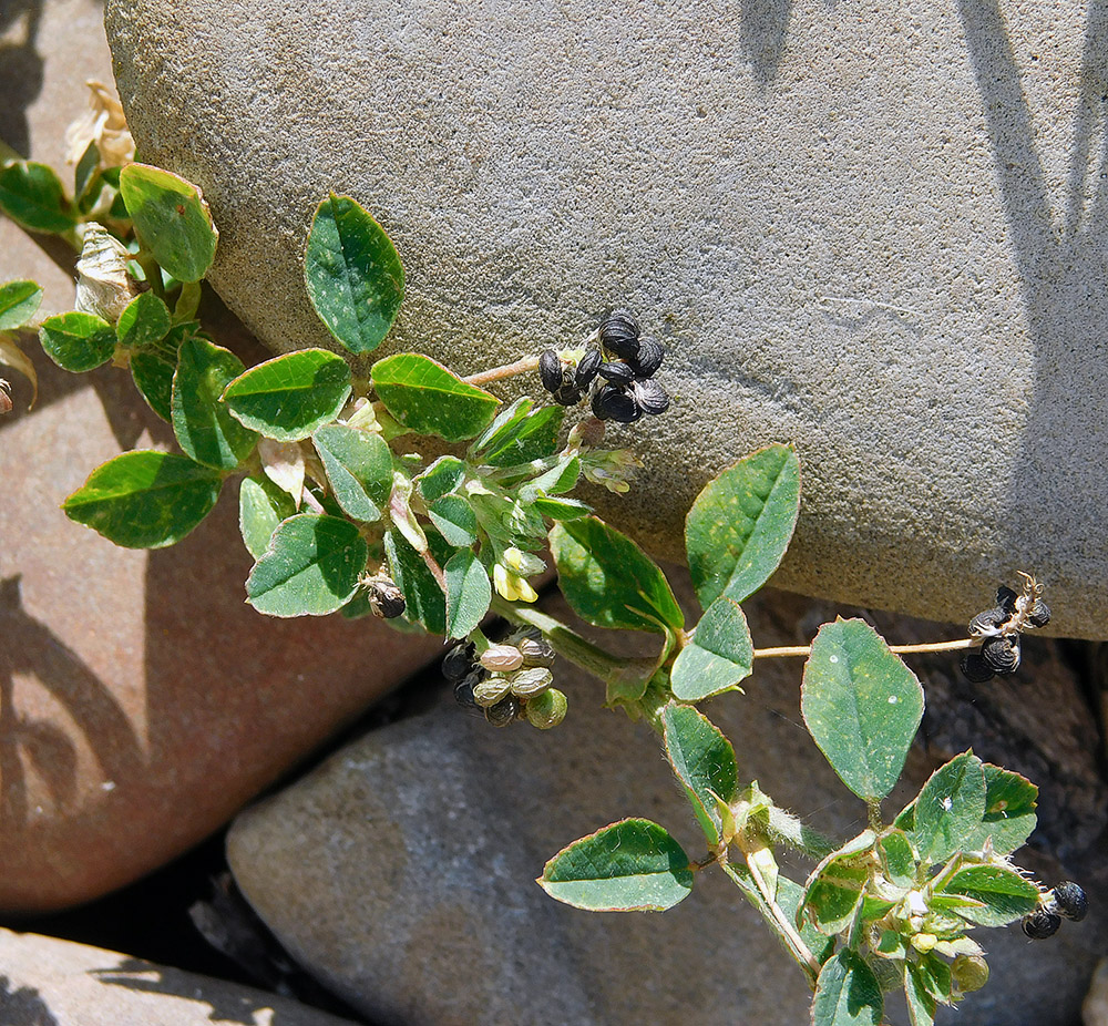 Изображение особи Medicago lupulina.