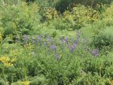 Vicia tenuifolia