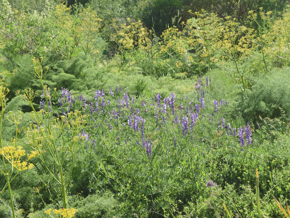 Изображение особи Vicia tenuifolia.