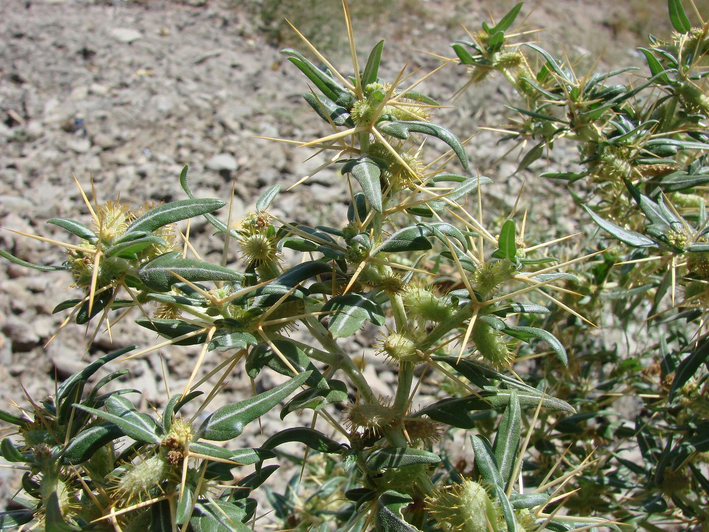 Image of Xanthium spinosum specimen.