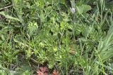 Geranium dissectum