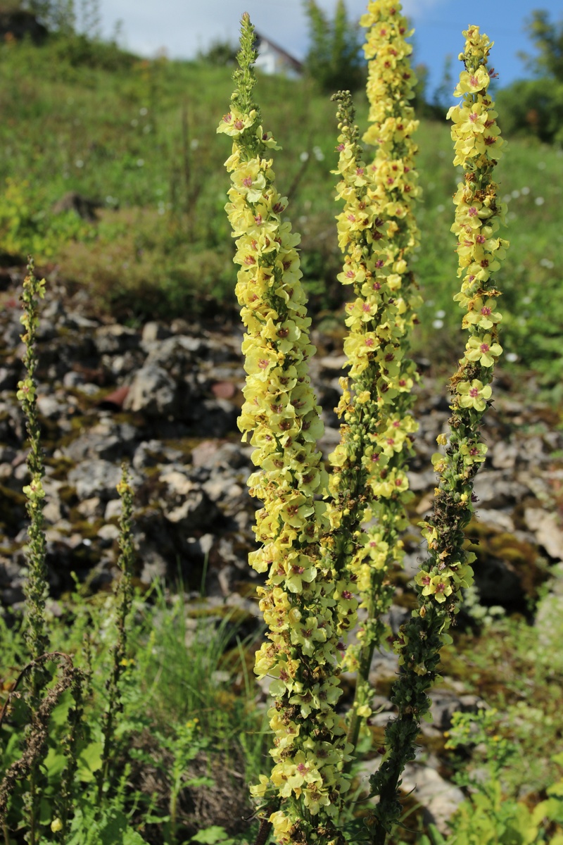 Image of Verbascum nigrum specimen.