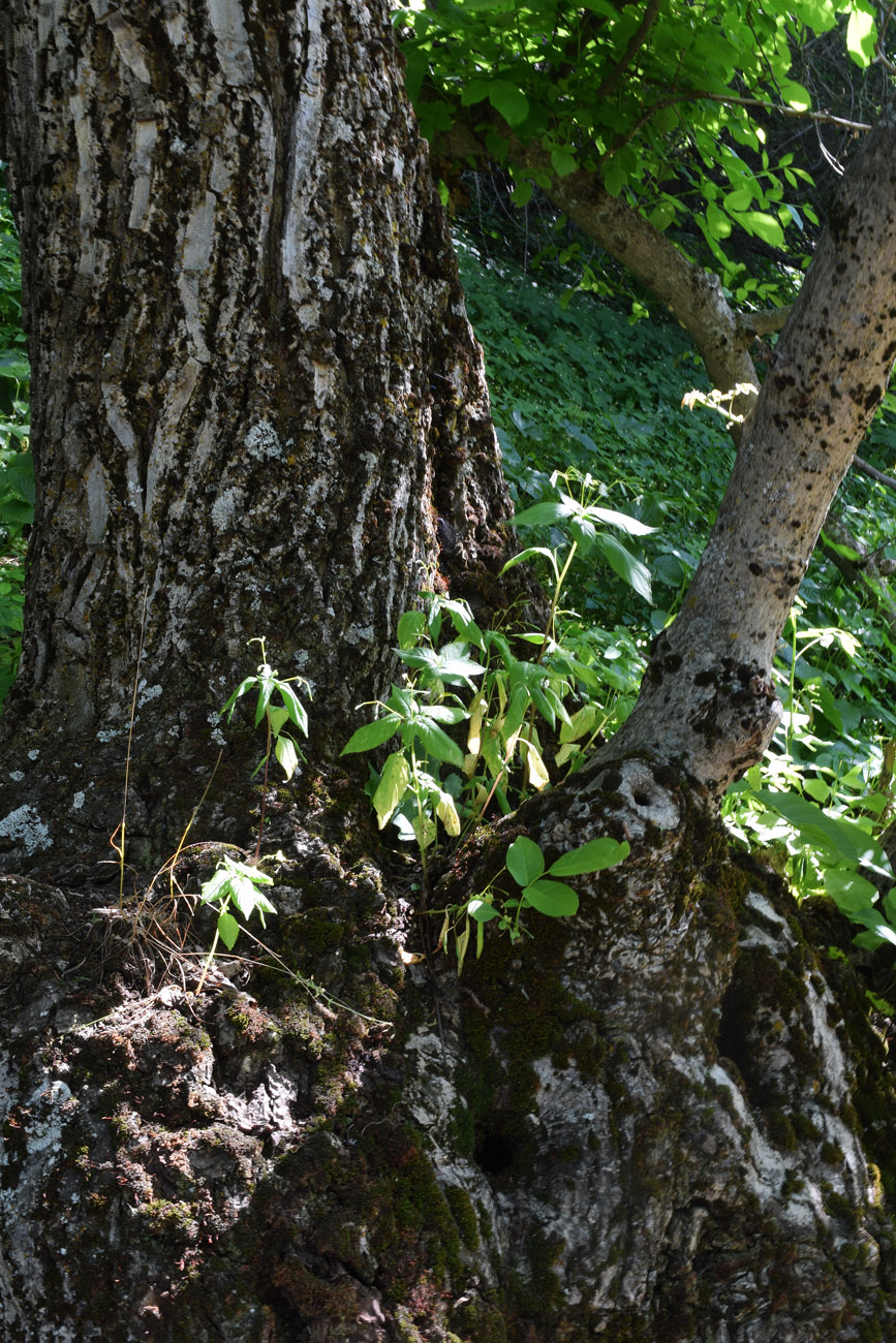 Image of Impatiens parviflora specimen.