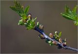 Смотреть изображение Cerasus vulgaris