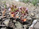 Смотреть изображение Ziziphora graveolens