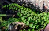 View full-size image Asplenium trichomanes