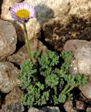 View full-size image Erigeron vagus