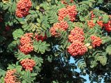 View full-size image genus Sorbus
