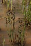 View full-size image Juncus articulatus