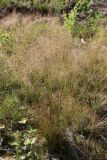 View full-size image Avenella flexuosa