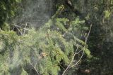 View full-size image Picea abies