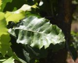 View full-size image Quercus brantii