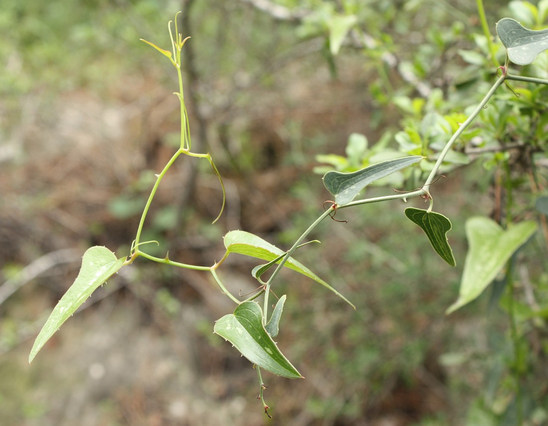 Image of Smilax aspera specimen.