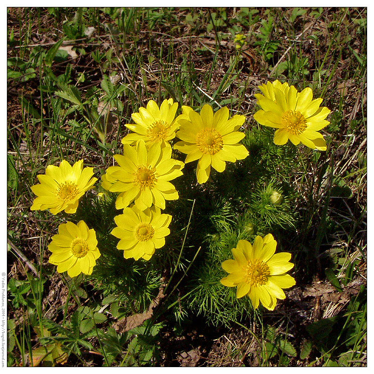 Изображение особи Adonis vernalis.