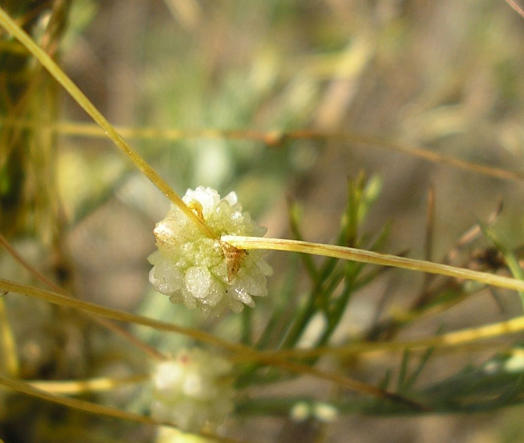 Изображение особи Cuscuta approximata.