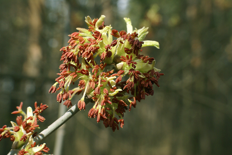 Image of Acer negundo specimen.