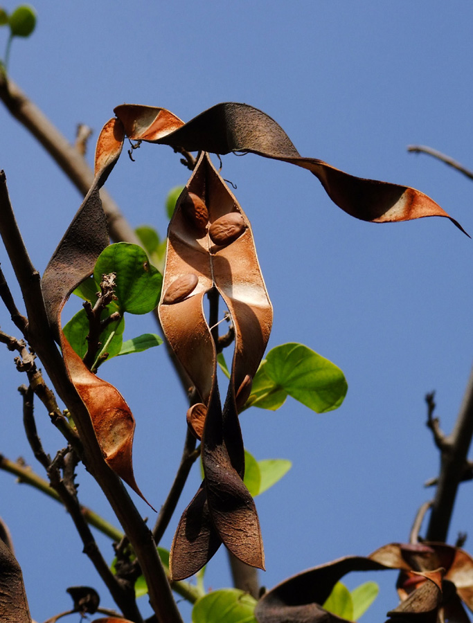 Image of Bauhinia variegata specimen.