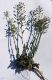 Смотреть изображение Noccaea macrantha