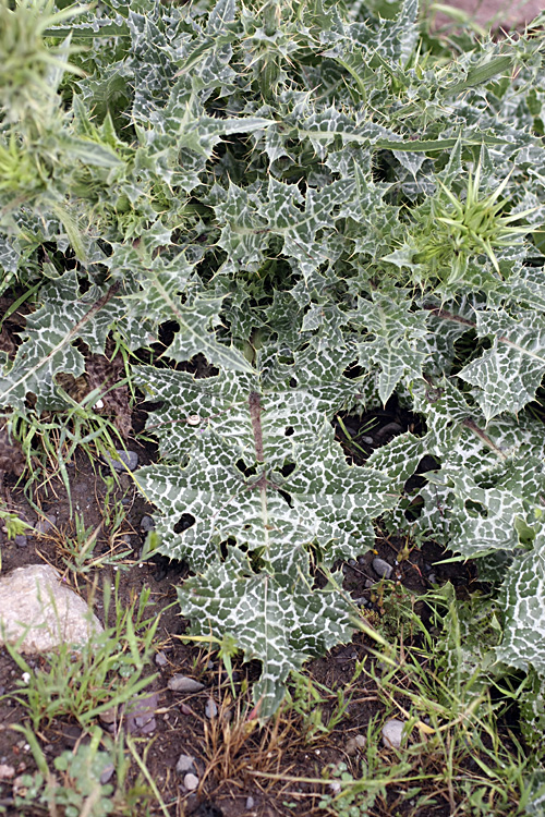 Image of Silybum marianum specimen.