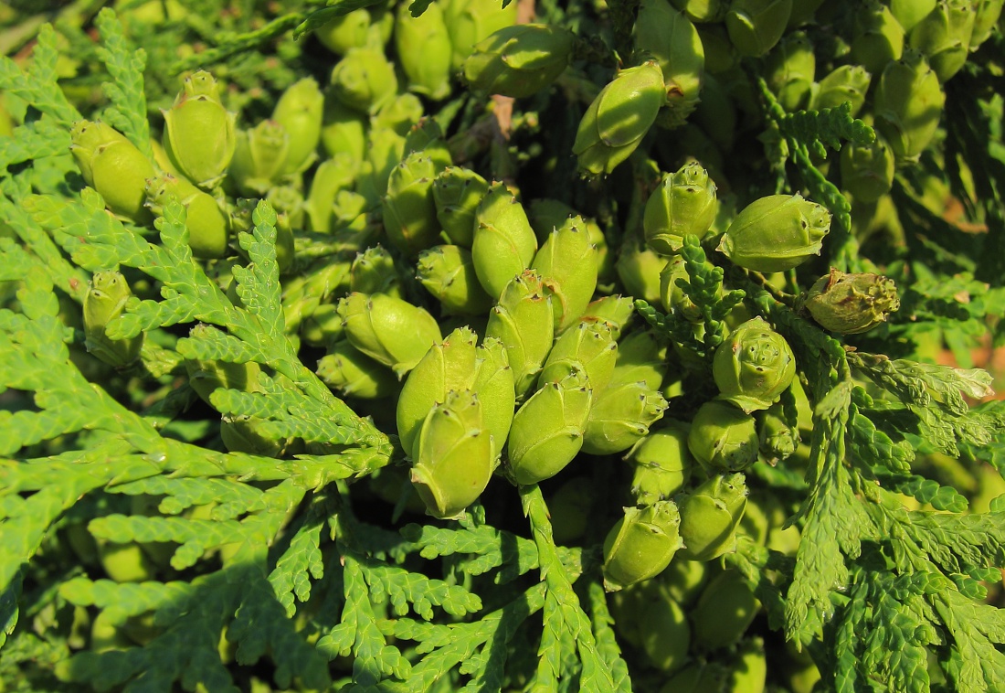 Изображение особи Thuja occidentalis.