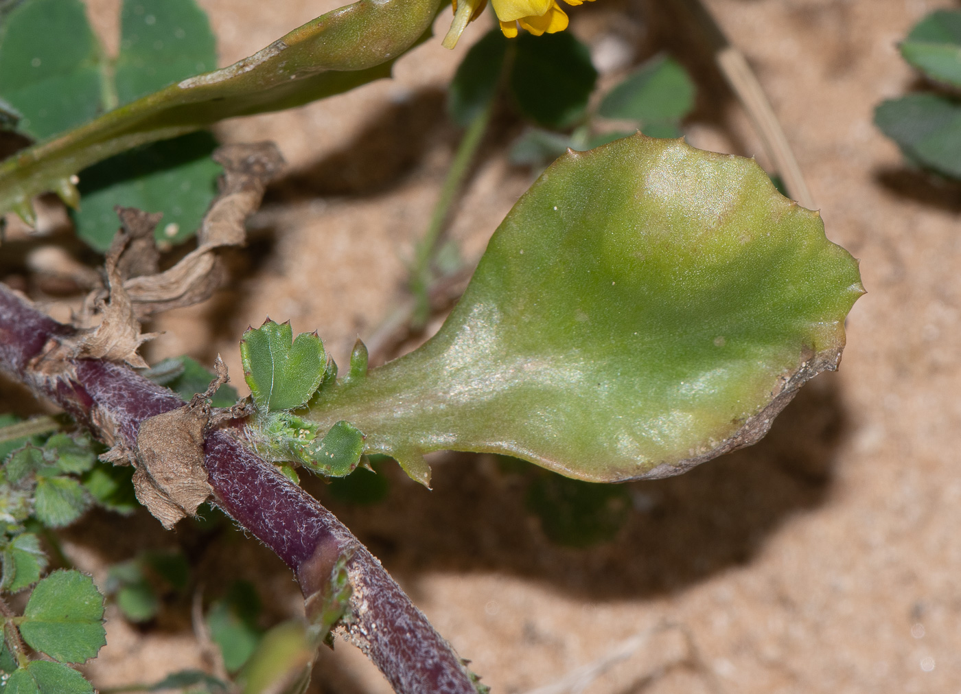 Image of Anthemis leucanthemifolia specimen.