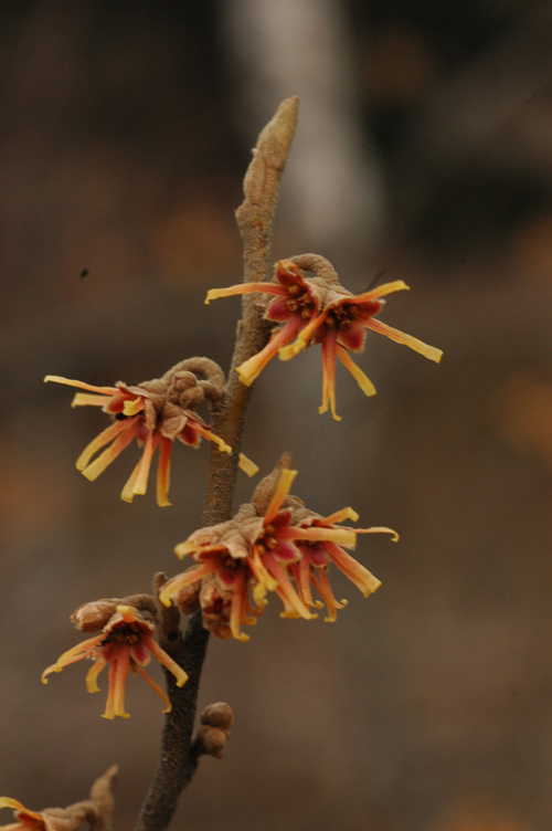 Image of Hamamelis vernalis specimen.