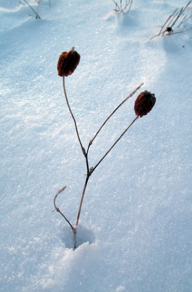 Image of Trifolium spadiceum specimen.