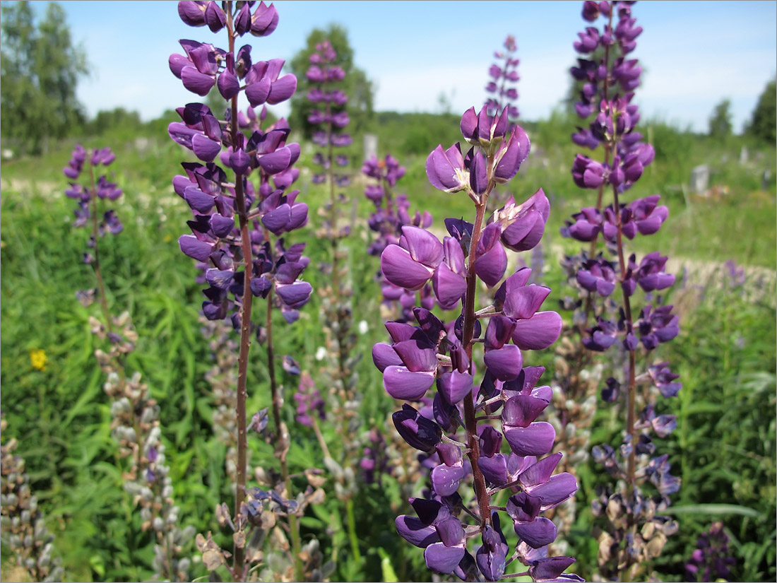 Изображение особи Lupinus &times; regalis.