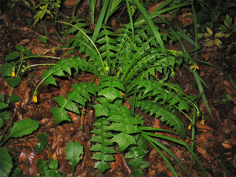 Image of Aposeris foetida specimen.