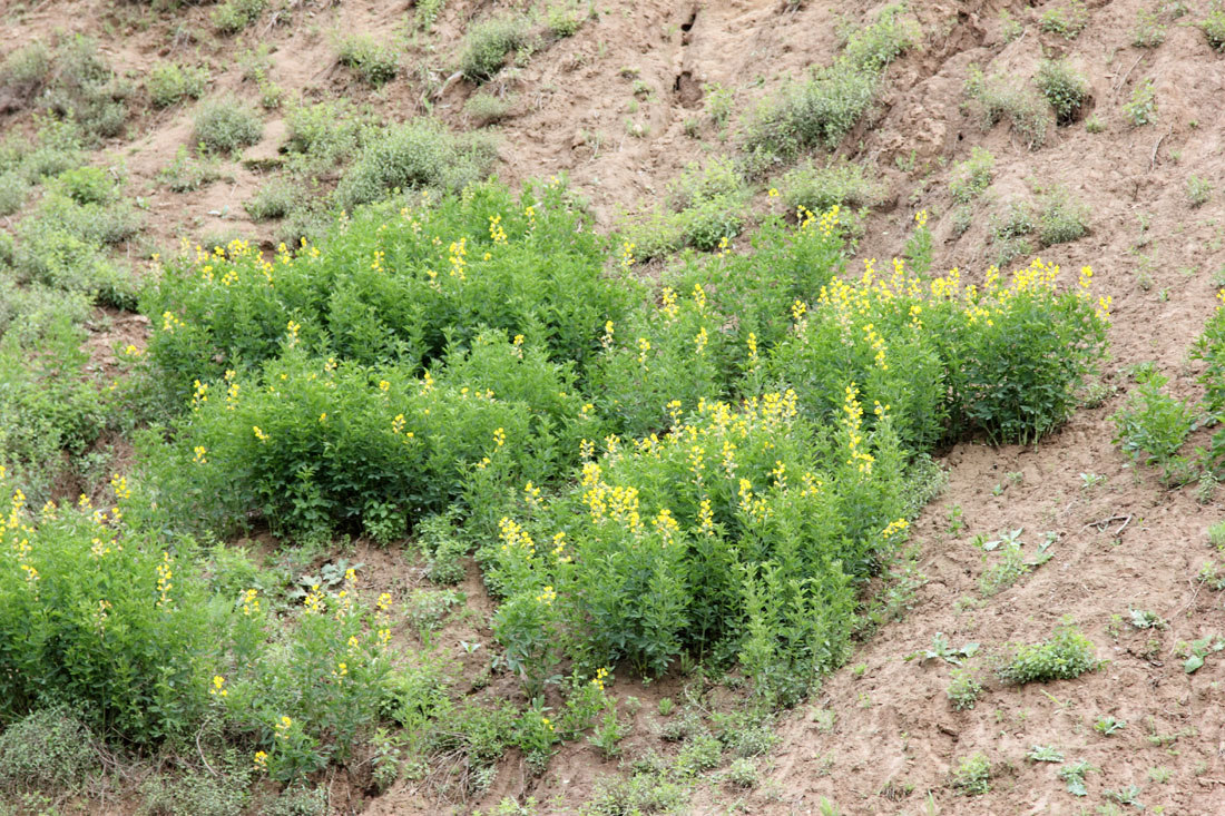 Image of Thermopsis alterniflora specimen.