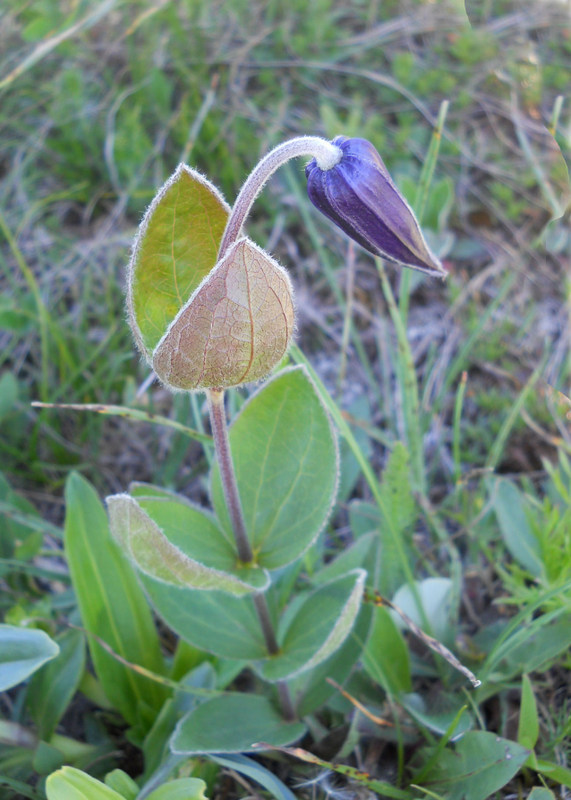 Image of Clematis integrifolia specimen.