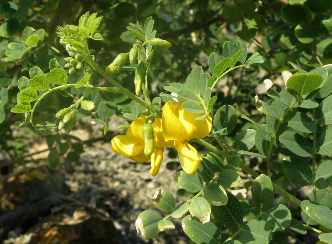 Image of Colutea cilicica specimen.