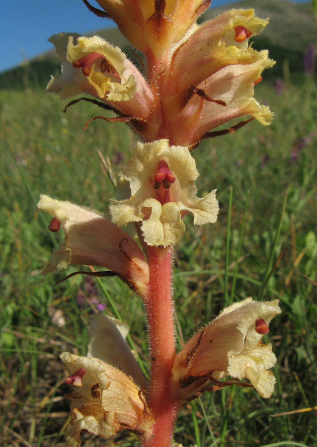 Image of Orobanche alba specimen.