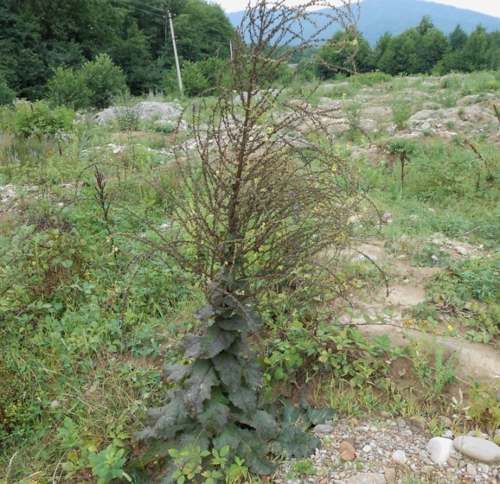 Image of Verbascum laxum specimen.