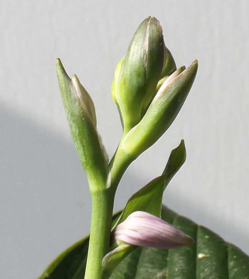 Image of Hosta fortunei specimen.