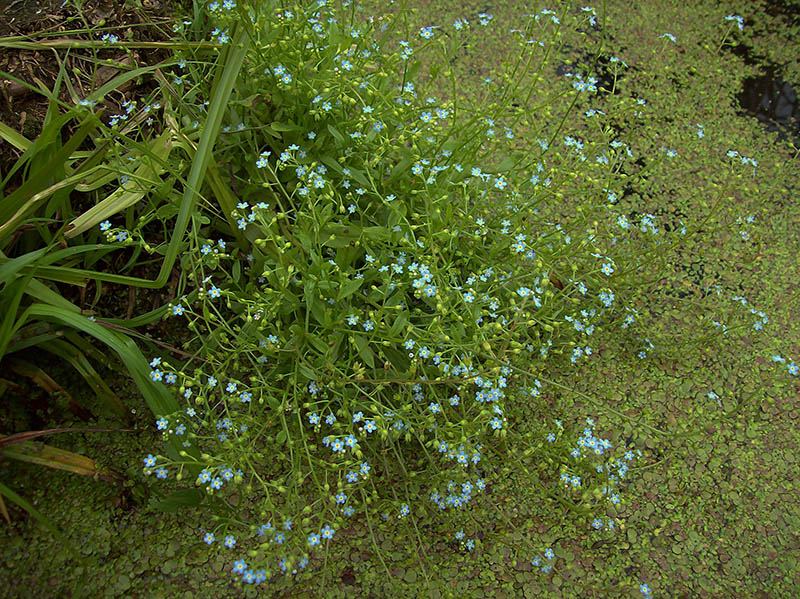 Image of Myosotis palustris specimen.