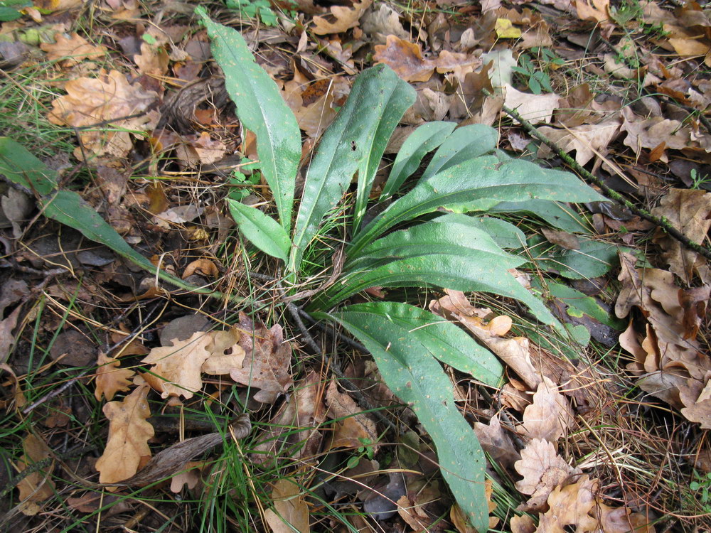 Image of Pulmonaria angustifolia specimen.