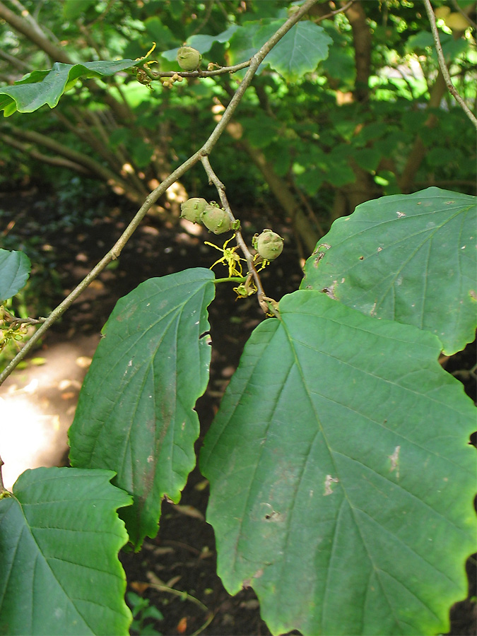 Image of Hamamelis virginiana specimen.