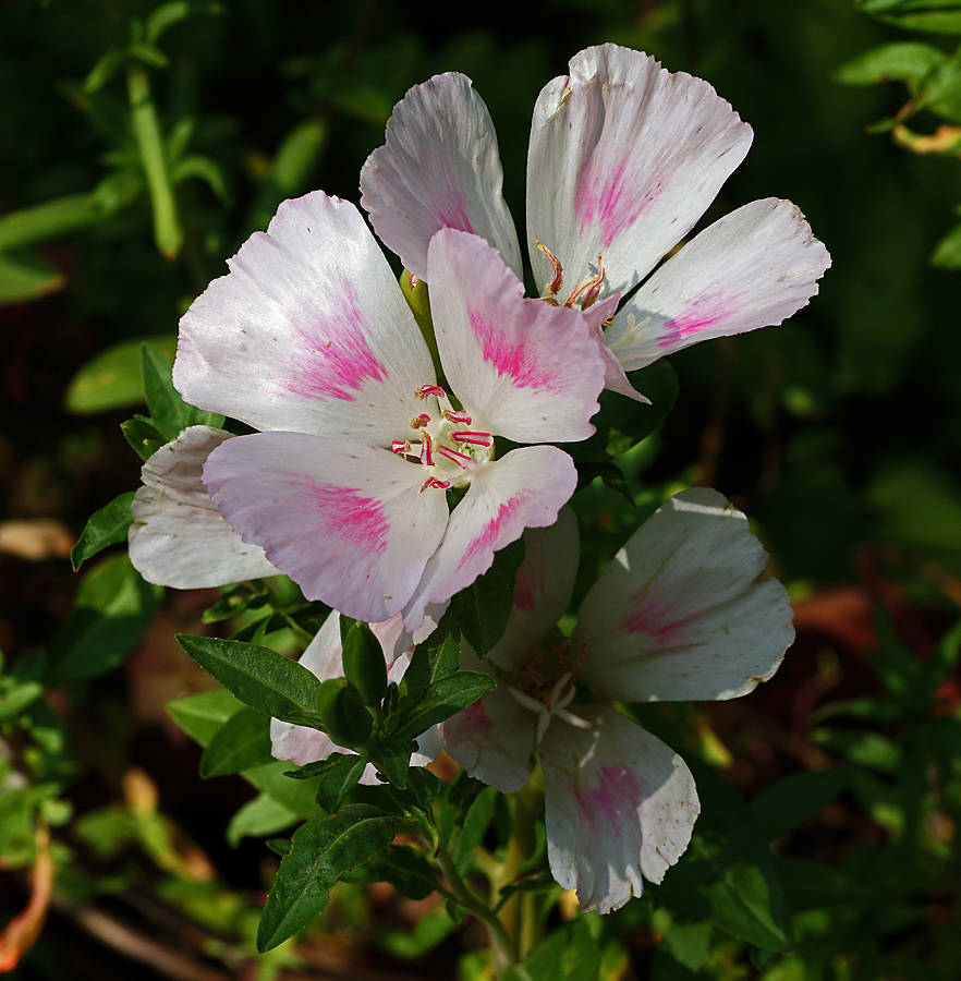 Image of Clarkia amoena specimen.