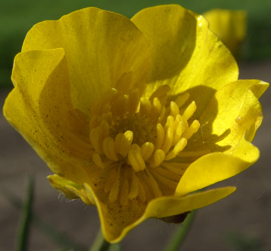 Image of Ranunculus polyanthemos specimen.