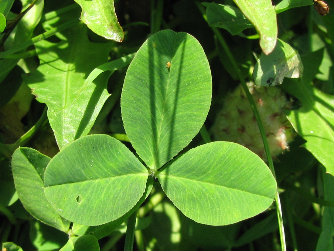 Image of Trifolium fragiferum specimen.