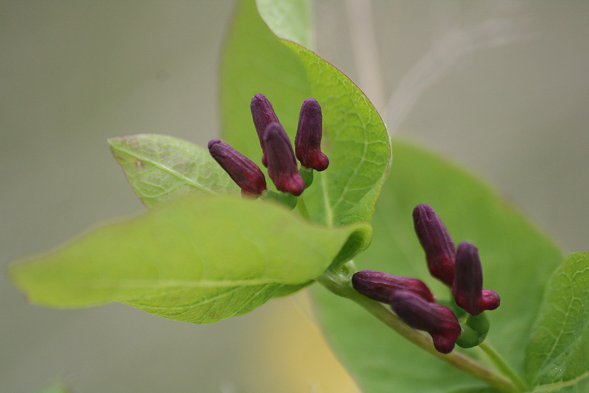 Image of Lonicera chamissoi specimen.